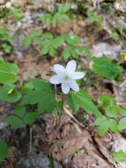 Anemonoides quinquefolia