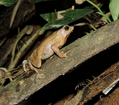Rhinella margaritifera