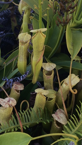 Nepenthes ultra Jebb & Cheek