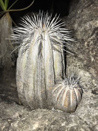 Uebelmannia pectinifera