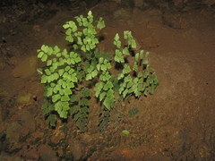 Adiantum tenerum