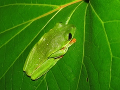 Agalychnis moreletii