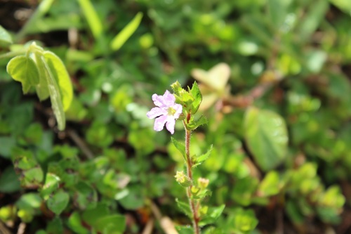 Cuphea ciliata (Cuphea ciliata)