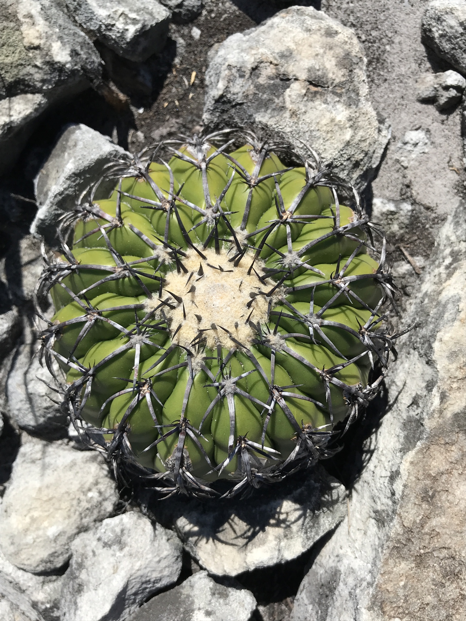 Discocactus placentiformis