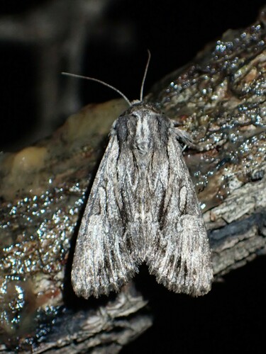 Relicina