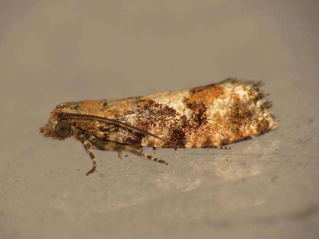 Spruce Bud Moth