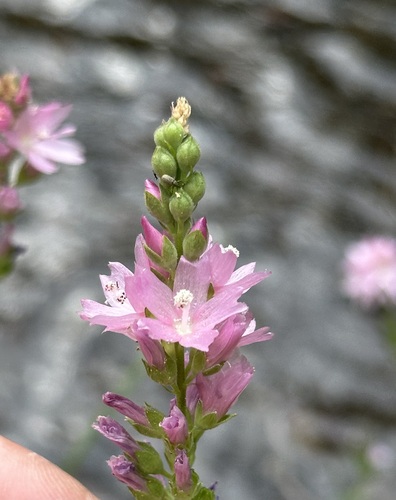 Oregon checkerbloom (Sidalcea oregana)