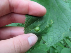 Pachypsylla celtidisumbilicus