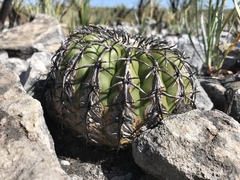 Discocactus placentiformis