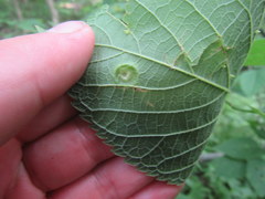 Pachypsylla celtidisumbilicus