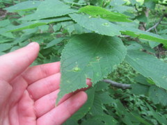 Pachypsylla celtidisumbilicus