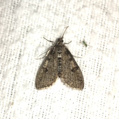Palpita aenescentalis