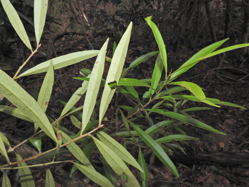 Image of Samadera bidwillii by (c) Scott W. Gavins, some rights reserved (CC BY)
