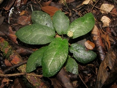 Dorstenia lindeniana