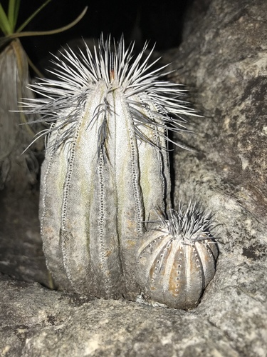 Uebelmannia pectinifera