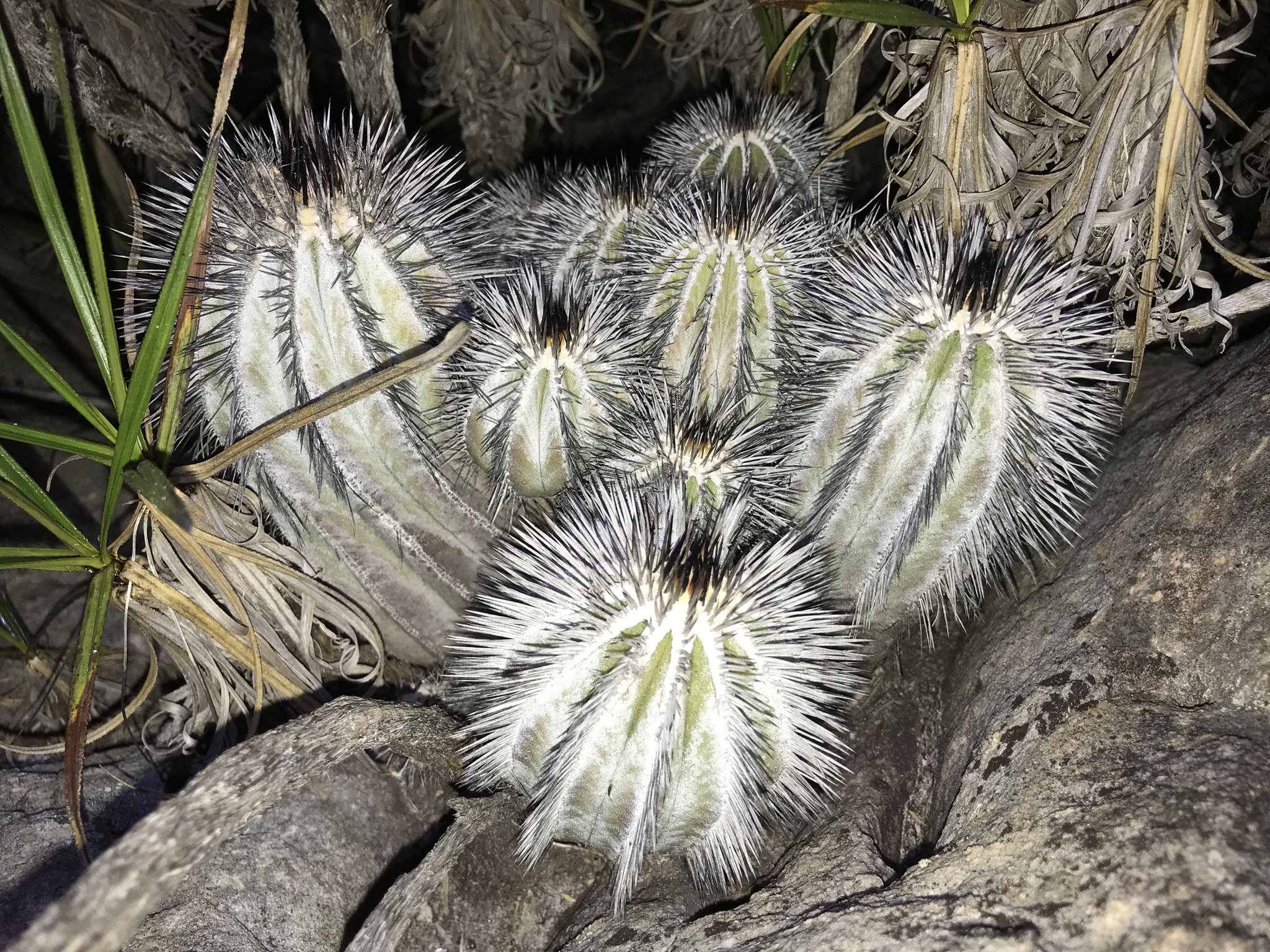 Uebelmannia