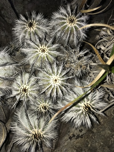 Uebelmannia pectinifera