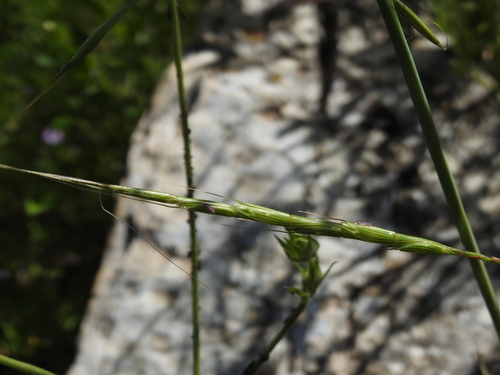 Image of Aegilops cylindrica by (c) Yves Bas, some rights reserved (CC BY)