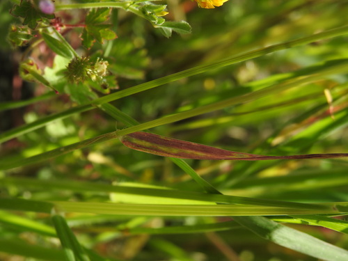 Image of Aegilops cylindrica by (c) Yves Bas, some rights reserved (CC BY)