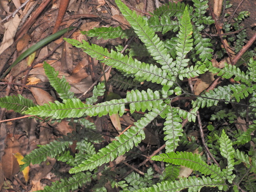 Rough maidenhair (Adiantum hispidulum)