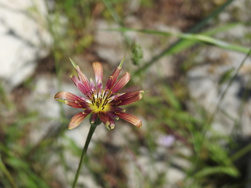 Tragopogon crocifolius (Tragopogon crocifolius)