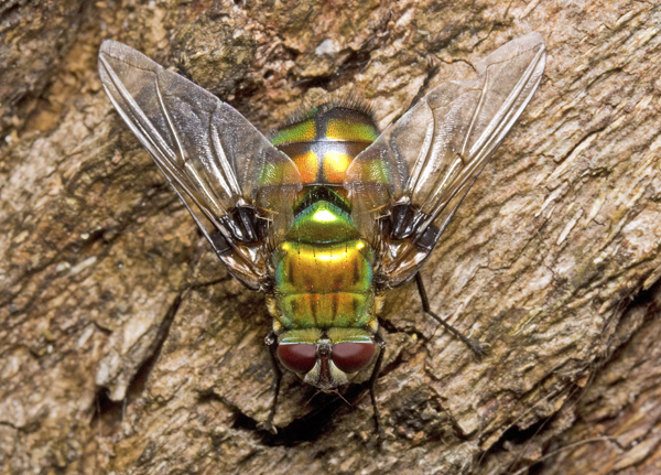 Chrysorutilia
