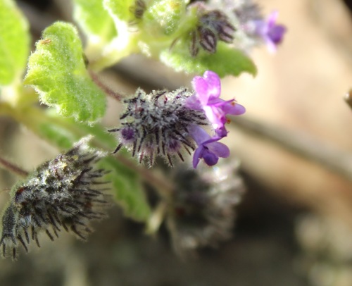Image of Mesosphaerum Perbullatum (Mesosphaerum perbullatum) by (c) Andrés Ramírez-Barrera, some rights reserved (CC BY)