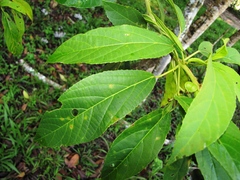 Bernardia dodecandra