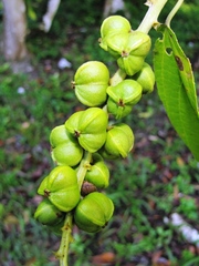 Bernardia dodecandra