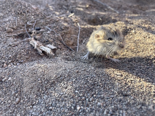 Microdipodops megacephalus, 2024-06-26