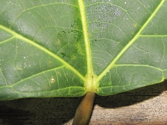 Bernardia dodecandra