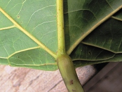 Bernardia dodecandra