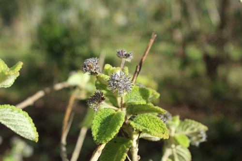 Image of Mesosphaerum Perbullatum (Mesosphaerum perbullatum) by (c) Andrés Ramírez-Barrera, some rights reserved (CC BY)