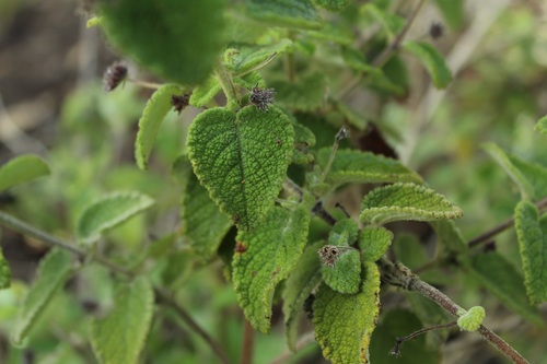Image of Mesosphaerum Perbullatum (Mesosphaerum perbullatum) by (c) Andrés Ramírez-Barrera, some rights reserved (CC BY)