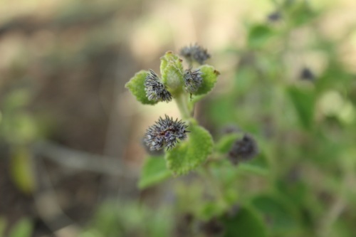 Image of Mesosphaerum Perbullatum (Mesosphaerum perbullatum) by (c) Andrés Ramírez-Barrera, some rights reserved (CC BY)