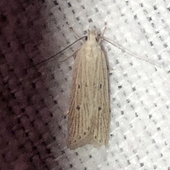Helcystogramma