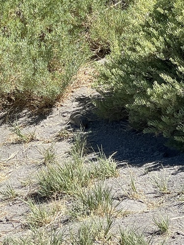 Gray Ground Squirrel observed by asemerdj