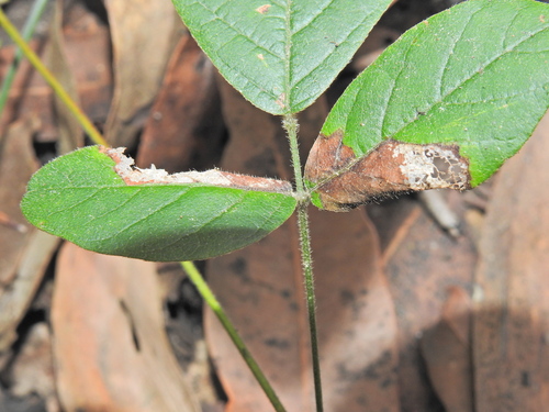 Image of Glycine tomentella by (c) Scott W. Gavins, some rights reserved (CC BY)