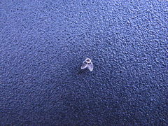 Lepiseodina conspicua