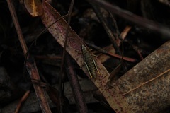 Agesander ruficornis