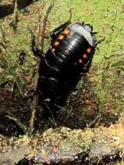 Megaloblatta blaberoides