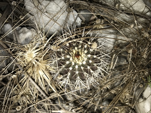 Uebelmannia pectinifera