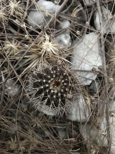 Uebelmannia pectinifera