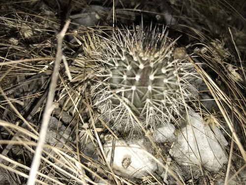 Uebelmannia pectinifera