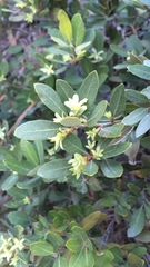 Quercus vacciniifolia