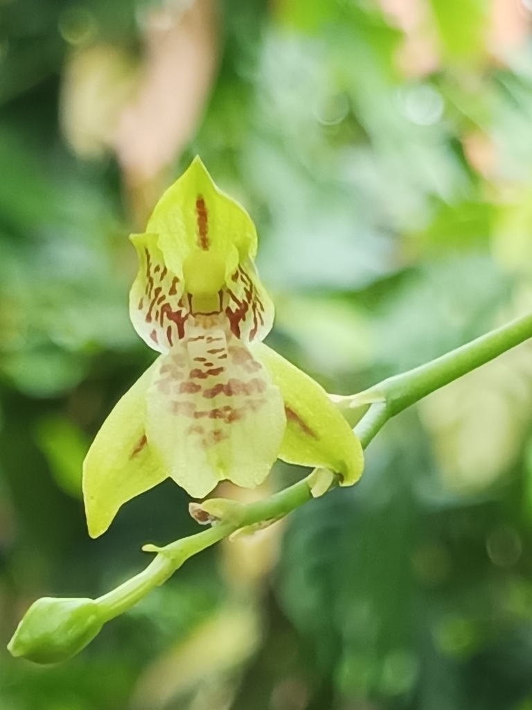 Leochilus scriptus