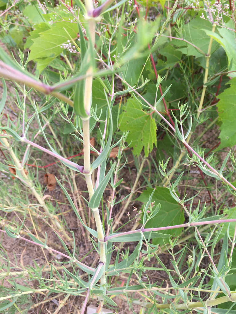 Baby's Breath (Noxious Weeds of Colorado) · iNaturalist