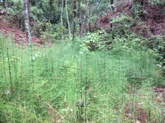 Equisetum myriochaetum