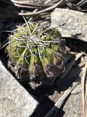 Discocactus placentiformis