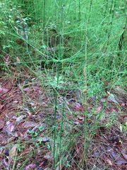 Equisetum myriochaetum